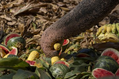 Kocaman bir fil hortumunun içinde yiyecek ararken, atılmış karpuz ve meyveleri topluyor. Arta kalan yemekleri yiyen bir hayvanın güçlü vahşi yaşam sahnesi.