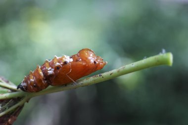 Turuncu bir pupanın yakın çekim makrosu ya da metamorfoz için bekleyen bir koza. Yeşil gövdedeki bu böcek yaşam döngüsü dönüşümü ve vahşi yaşamı temsil ediyor.