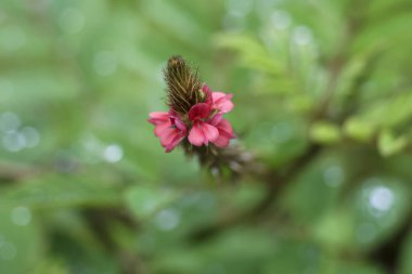 Serene yakın çekim narin pembe yabani çiçek sap üzerinde çiçek açarak makro çekim. Güzel bitki, doğadaki yumuşak yeşil bokeh arka planına karşı canlı yapraklarını gösterir.
