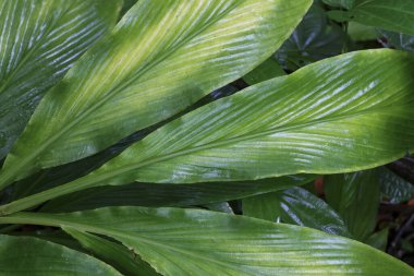 Çarpıcı sarı varyasyonlu canlı yeşil yapraklar sağlıklı botanik desenler sergiliyor. Ayrıntılı doku ve güçlü damarlar bu tropikal bitkinin doğal güzelliğini ve taze görünümünü artırır.