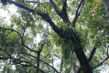 gür yeşil ağaç tepe örtüsü, yoğun yapraklar ve canlı epifiz bitkileri, dingin doğal ışık altında, kalın dallar üzerinde gelişerek, huzurlu orman atmosferini oluşturur.