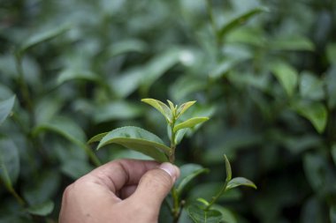 El, taze yeşil çay yaprağını nazikçe koparır, yeni gelişmeyi ve doğal güzelliği sembolize eder. Tarım anı, doğa ile huzurlu bir bağ yakalar. Zengin çay hasadı geleneği.