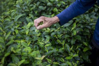 Kıdemli işçi titizlikle el emeği ile canlı fidanlıktan taze yeşil çay yaprakları topluyor. Çalışkan hasat geleneksel tarım, dingin ve sürdürülebilir çiftçiliği teşvik eder.