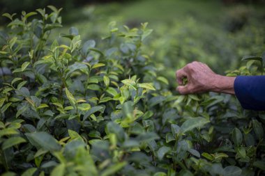 Tecrübeli el, canlı bir tarladan taze yeşil çay yaprağı topluyor. Titiz tarım ve hasat sürecini temsil ediyor. Geleneksel tarım kaliteli mahsulü güvence altına alır, teşvik eder