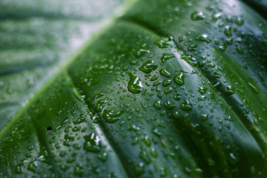 Canlı yeşil yaprak, yenilenen yağmurdan sonra sayısız parlayan su damlacıklarını kapladı, saflık ve doğal güzelliği iletti. Bitki yüzeyinin detaylı dokusu sabaha kadar vurgulanacak