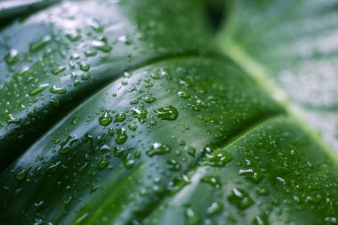 Parlayan su damlacıklarıyla kaplı canlı yeşil yaprak, tazeleyici makro görüş, doğal canlılığın saf özünü yakalıyor ve hafif yağmurdan sonra organik güzellik.