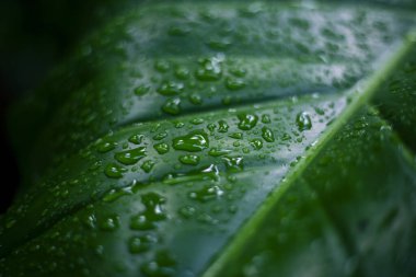 Sayısız temiz su damlacıklarıyla kaplı canlı yeşil yaprak, karmaşık doku ve doğanın taze görünüşünü sergiliyor. Bu makro yakın plan, çiğ taneleriyle ıslanmış sağlıklı bitkileri ortaya çıkarıyor.
