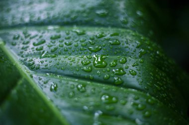 Serinletici yağmur duşundan sonra taze su damlacıklarıyla kaplı yeşil yaprak canlı bir doku ve doğanın doğal güzelliğini sergiliyor. Basit harikalar. sağlıklı yapraklar canlı hissettiriyor.