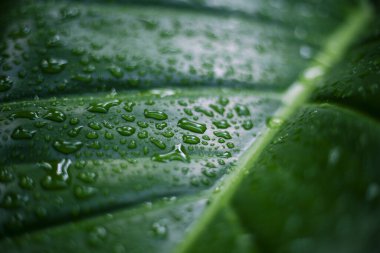 Canlı yeşil yaprak dokusu, parlayan doğal ışık damlacıkları, taze ve huzurlu hissi uyandırır. Organik güzellik ve doğanın karmaşık ayrıntıları huzur dolu bir yüzeyi ortaya çıkarıyor.