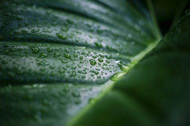 Canlı yeşil yaprak, sayısız parlayan su damlacıklarını sergiler ve güzel makro dokular oluşturur. Islak bitki yüzeyi ferahlatıcı tazelik ve doğanın çarpıcı detaylarını yayar. Görüntüyü kapat.