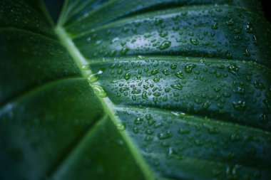 Canlı yeşil yaprak yüzeyinde sayısız köpüklü su damlacıkları sergiliyor, doğayı canlandıran saflığı yakalıyor. Taze bitki tropikal ıslak hissi verir, karmaşık makro detayları vurgular.