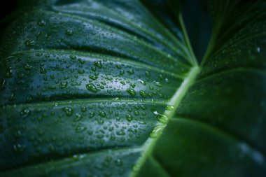 Yüzeyi parlak su damlacıklarıyla dolu canlı yeşil bir yaprak. Karmaşık bir doku ve doğal desen sergiliyor. Taze bitki sükunet duygusunu uyandırıyor ve nazikçe büyüdükten sonra hayati önem kazanıyor.