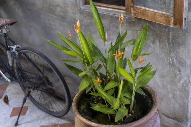 Kırsal kesimde turuncu çiçekli yeşil bitki bisiklet tekerinin yanında, desenli duvarın karşısında oturur. Yukarısında pencere çerçevesi olan sakin şehir manzarası, huzurlu bahçe atmosferini çağrıştırıyor.