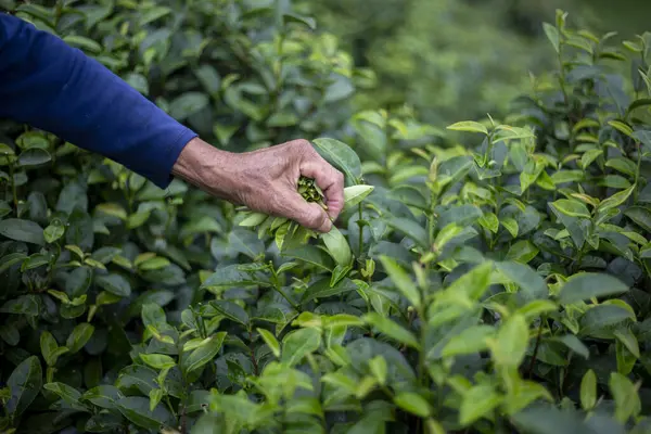 Çalışkan eller yemyeşil tarlalardan taze yeşil çay yaprakları topluyor. Canlı yeşillikler, geleneksel tarım uygulamaları ve bakımı yansıtan doğal ve organik verimi ortaya koyuyor
