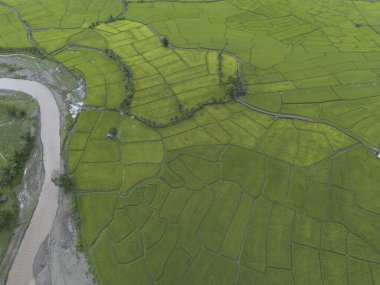 Geniş pirinç tarlası canlı yeşil, gelişen tarım ve huzurlu kırsal alan. Sersemletici hava manzarası kıvrımlı nehri yeşil çayırların yanında akarken yakalıyor. Doğanın barışçıl uyumu