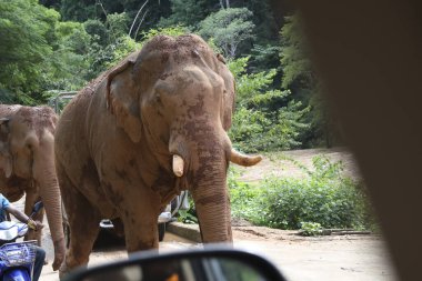 Vahşi Asya fili ve dişleri ormanda kırsal yolda yürüyor. Asya 'da heyecanlı bir macera safarisi için vahşi yaşam ve doğada ilham verici bir yolculuk.