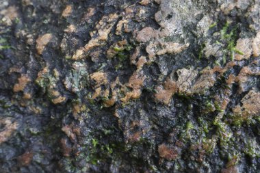 Serene close up of damp tree bark covered in green moss and brown lichen. This abstract background shows organic texture, growth, and natural decay in forest environment