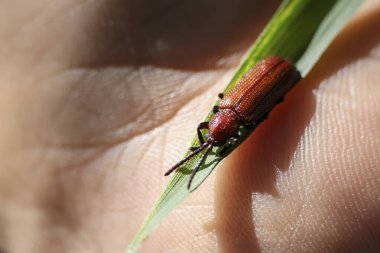 Küçük kırmızı böcekli yeşil çimen sapını tutan nazik insan eli. Makro yakın çekim doğa ve böcek yaban hayatı ile olan bağlantısını gösteriyor.