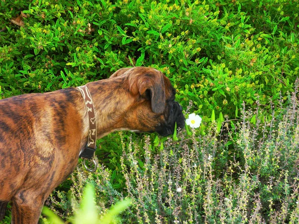 Boxer dog in nature, smelling a flower in green grass of a garden