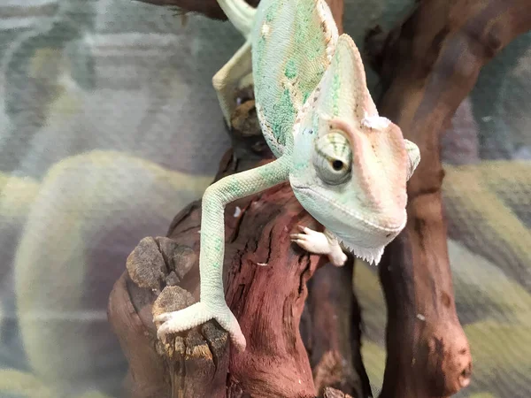 A pale green chameleon crawling on a tree branch in a terrarium