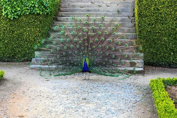 Peacock with wings open in the wild. Portrait of a bird known for its colorful wings.