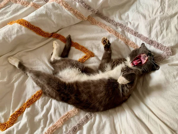 A grey cat stretching on a white blanket and yawning big