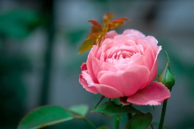 Arka planda pembe taze gül çiçeği.