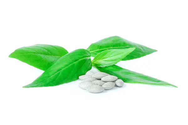 stock image Kariyat leaves with capsule on white background.