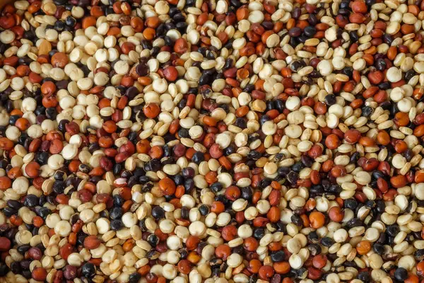 stock image Whole grain barley close up on white background.