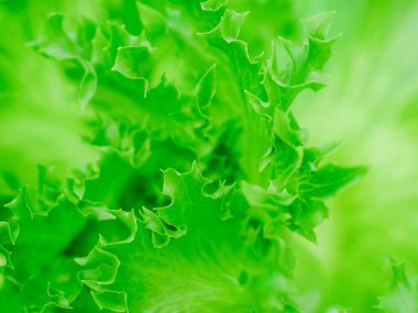 Frillice Iceberg arka plan için dokuyu kapat.