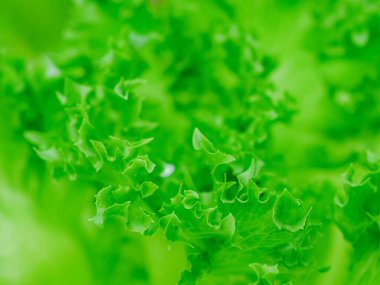 Frillice Iceberg arka plan için dokuyu kapat.