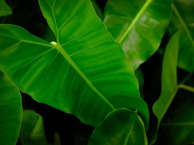 Philodendron leaves close up on background. clipart