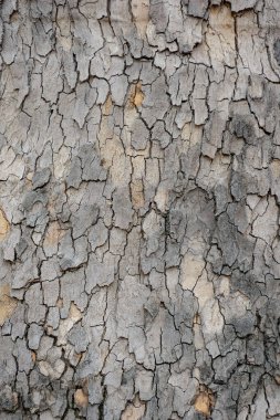 kuru çatlamış toprak dokusu.