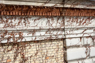 Panda hayvanat bahçesinde, Hong Kong Çin 'de.