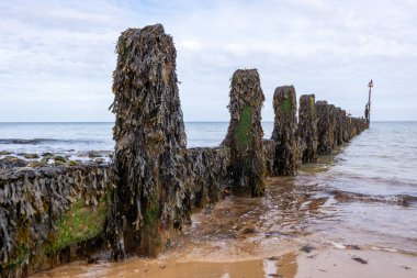 Panda hayvanat bahçesinde, Hong Kong Çin 'de.
