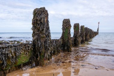 Panda hayvanat bahçesinde, Hong Kong Çin 'de.