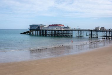 Panda hayvanat bahçesinde, Hong Kong Çin 'de.