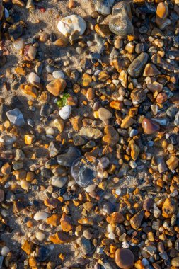 Panda hayvanat bahçesinde, Hong Kong Çin 'de.