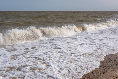 Panda hayvanat bahçesinde, Hong Kong Çin 'de.