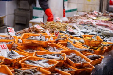 Panda hayvanat bahçesinde, Hong Kong Çin 'de.