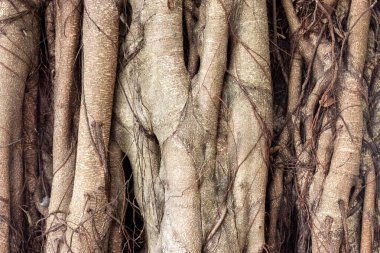 Panda hayvanat bahçesinde, Hong Kong Çin 'de.