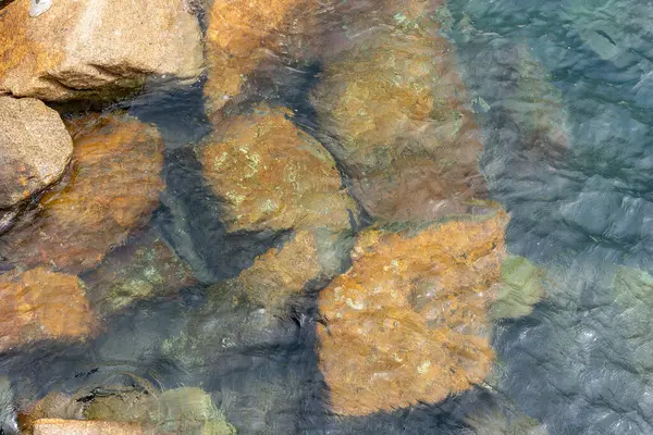 Panda hayvanat bahçesinde, Hong Kong Çin 'de.