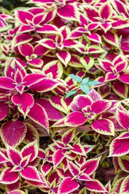 Bahçenin güzel çiçekleri