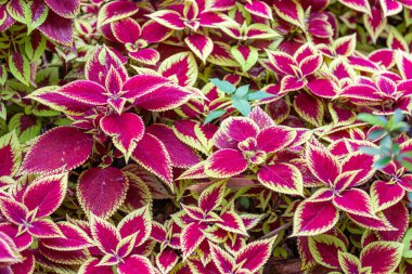 kırmızı ve yeşil bitki yaprakları, üst görünüm.