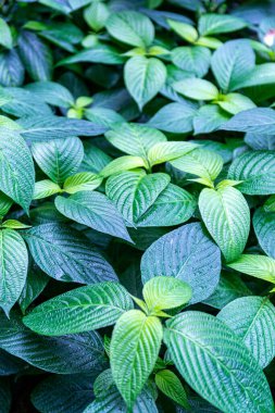 Yeşil Yapraklar arka planı. Doğa arkaplanı