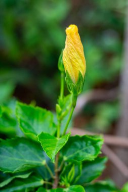 Güzel botanik fotoğrafı, doğal duvar kağıdı.