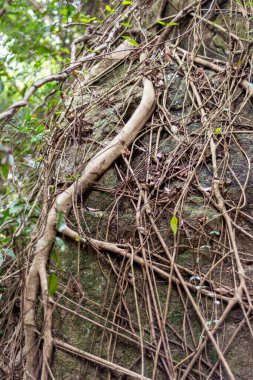 Ormandaki eski ağaç gövdesi