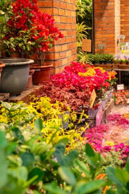 Bahçedeki güzel çiçekler