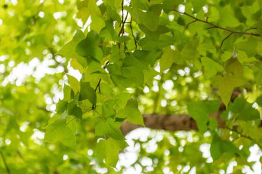 huş ağacı yaprakları sonbaharda.