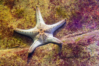 Denizyıldızı mercan resif üzerinde
